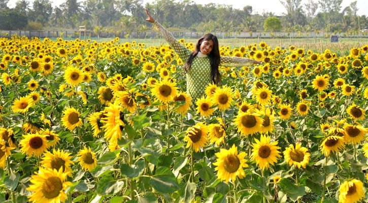 সূর্যমুখী ফুলের সৌন্দর্য দেখতে মানুষের ঢল