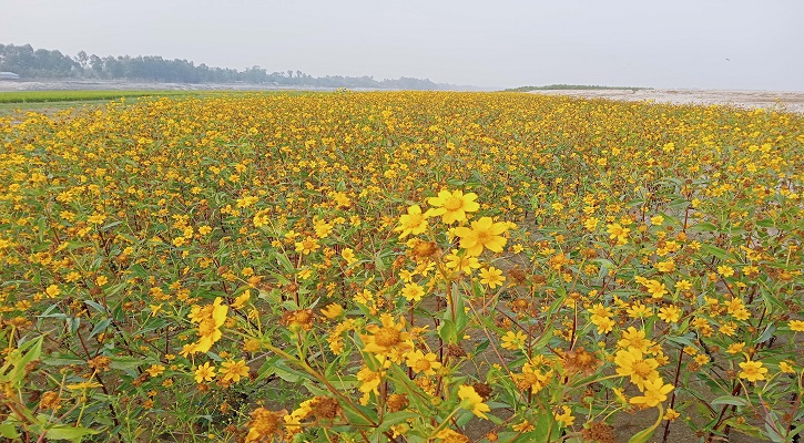 কুড়িগ্রামে তিলের চাষ করে ভাগ্য বদল