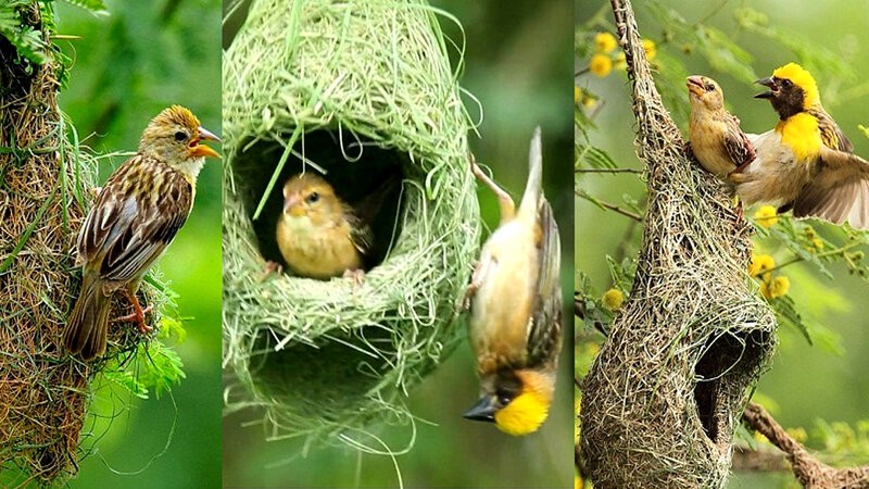 তালগাছের অভাবে হারাচ্ছে শৈল্পিক পাখি বাবুই