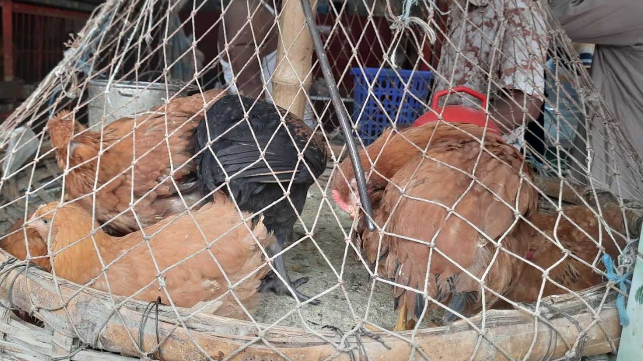 ক্রেতা কমলেও কেজিতে ৩০ টাকা বেড়েছে গরু ও মুরগির মাংসের দাম
