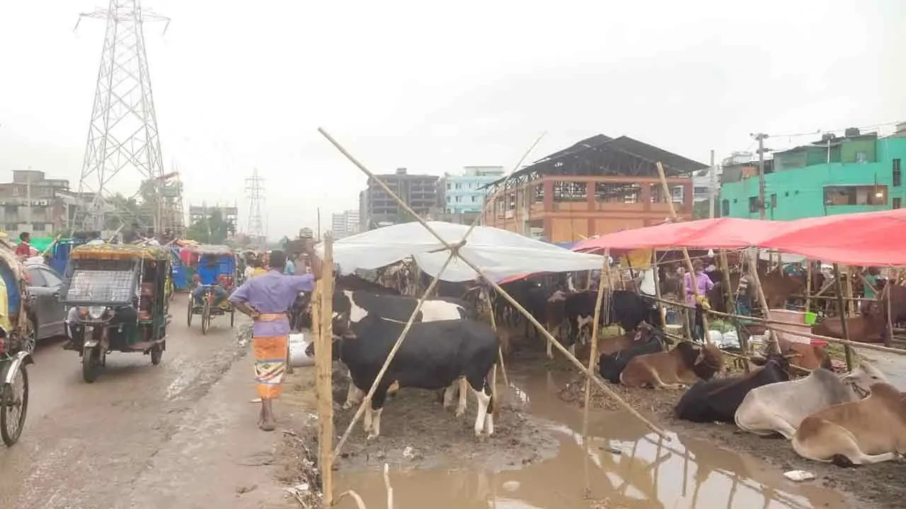 হাজারীবাগ হাটে জায়গা সংকট, পশু রাখা হচ্ছে নির্দিষ্ট সীমানার বাইরে